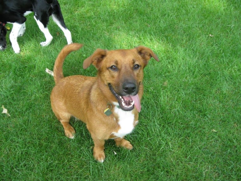 Duke, a Labrador Retriever and Cardigan Welsh Corgi mix tested with EmbarkVet.com