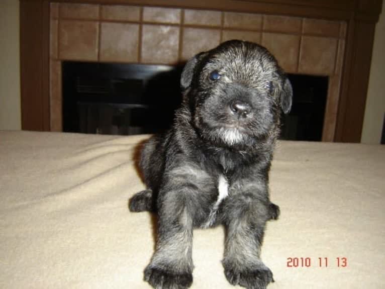 Watson, a Standard Schnauzer tested with EmbarkVet.com