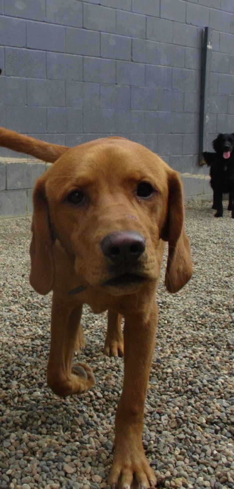 Bergy, a Labrador Retriever and Basset Hound mix tested with EmbarkVet.com