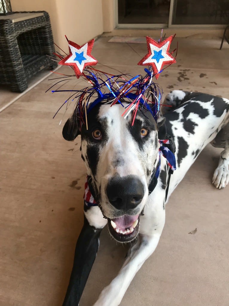 Snoopy, a Great Dane tested with EmbarkVet.com