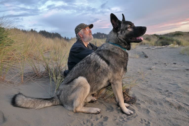 Kodiak, a Caucasian Ovcharka and German Shepherd Dog mix tested with EmbarkVet.com