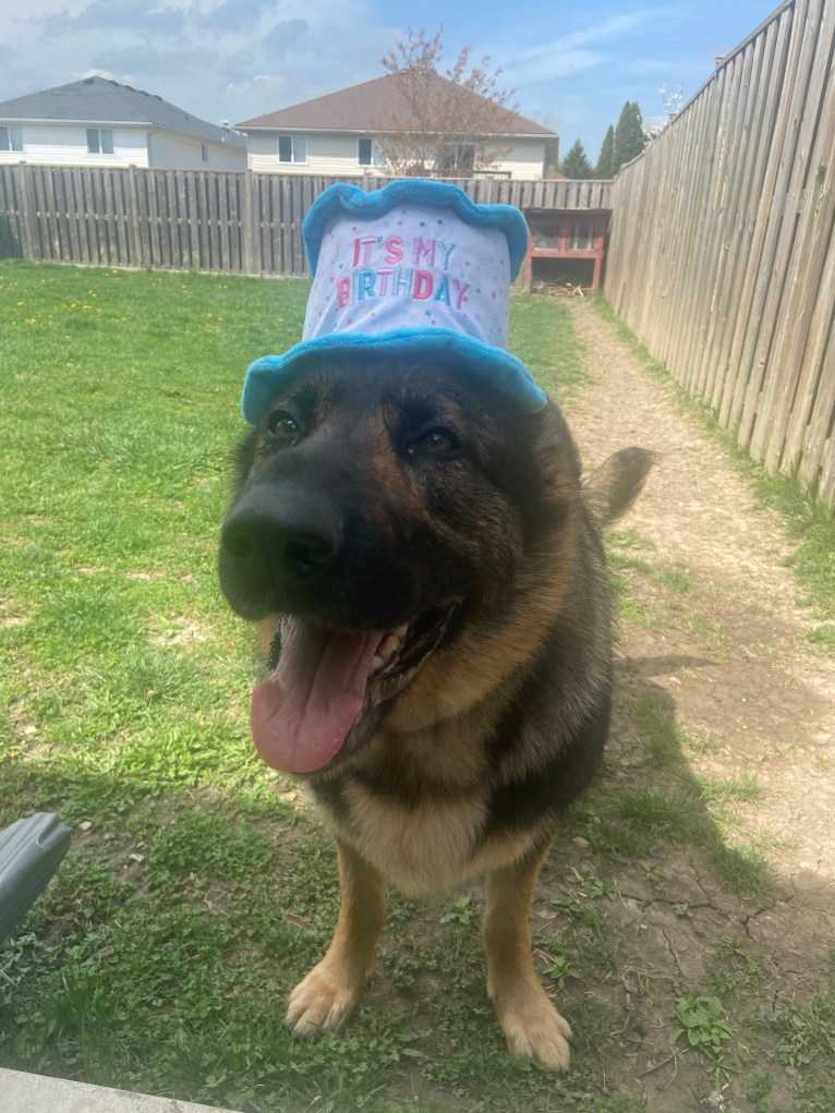 Mina, a German Shepherd Dog tested with EmbarkVet.com