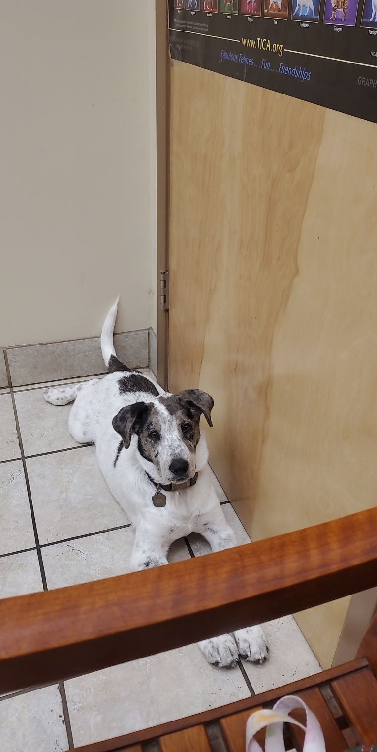 Goose, a Chow Chow and Australian Cattle Dog mix tested with EmbarkVet.com