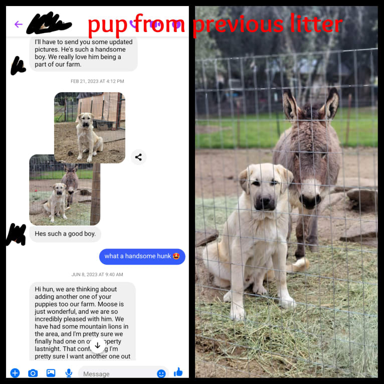 Duke, a Great Pyrenees and Anatolian Shepherd Dog mix tested with EmbarkVet.com