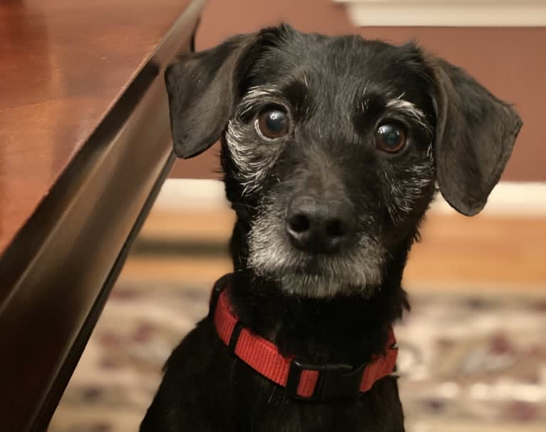 Danny, a Cairn Terrier and Shih Tzu mix tested with EmbarkVet.com