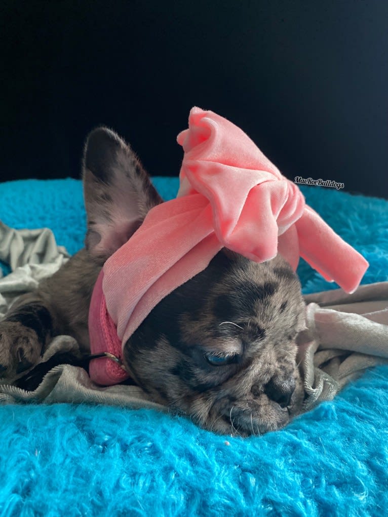 Pink Lady, a French Bulldog tested with EmbarkVet.com