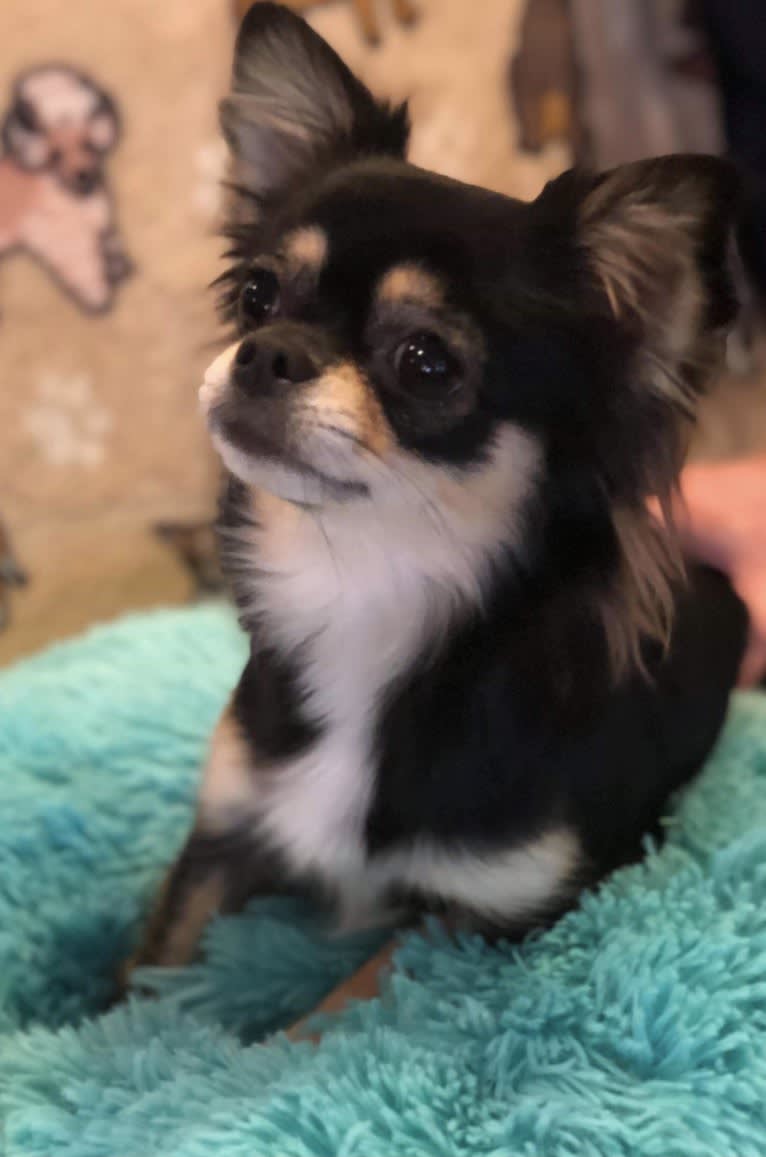 Lexi, a Chihuahua tested with EmbarkVet.com