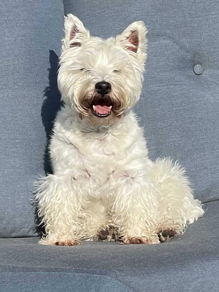 Babette, a West Highland White Terrier tested with EmbarkVet.com