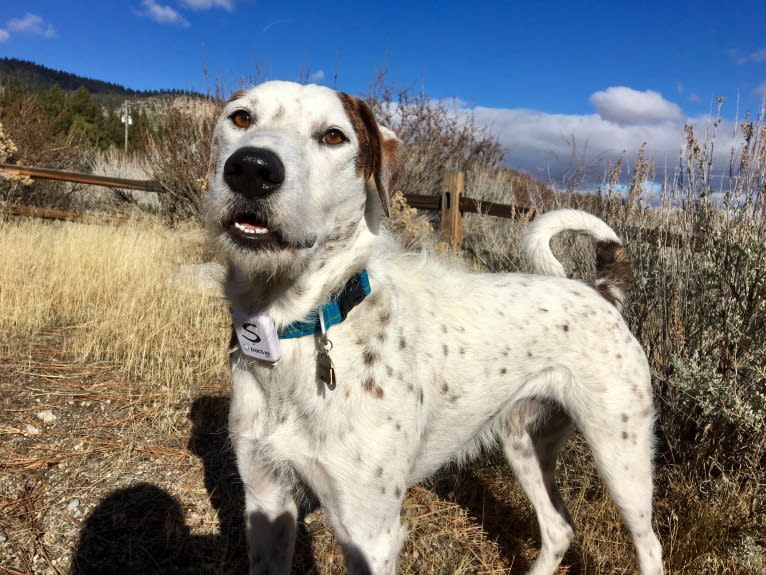 Sherlock, an Australian Cattle Dog and Poodle (Standard) mix tested with EmbarkVet.com