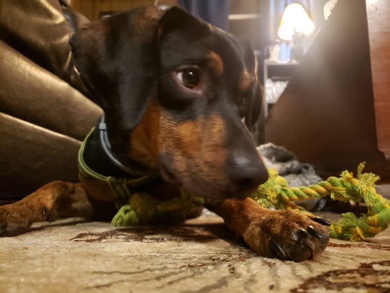 Boone, a Catahoula Leopard Dog and Poodle (Small) mix tested with EmbarkVet.com