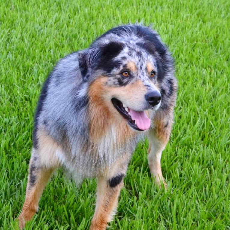 Dodge, an Australian Shepherd tested with EmbarkVet.com