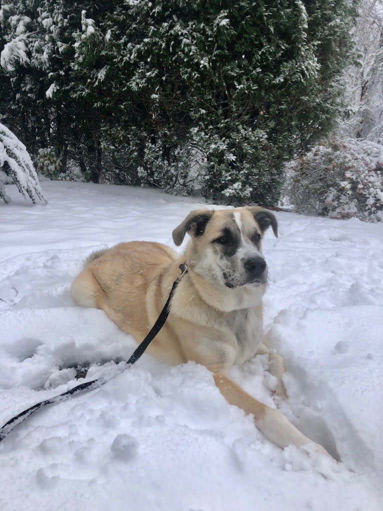 Miller, a Great Pyrenees and Mountain Cur mix tested with EmbarkVet.com