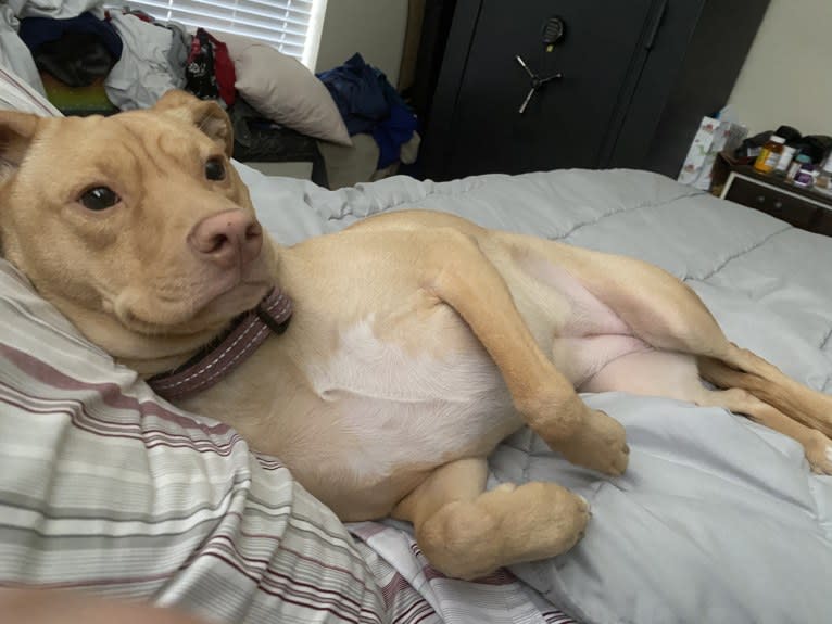Ziva, an American Pit Bull Terrier and Golden Retriever mix tested with EmbarkVet.com