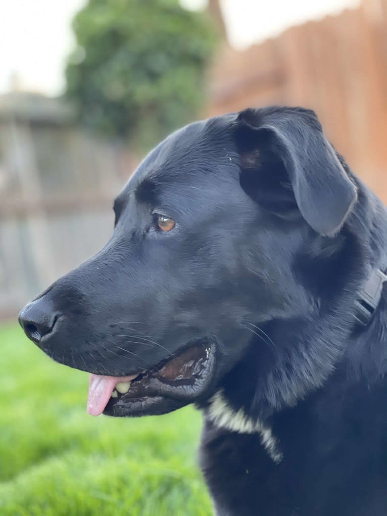 Luna, a Labrador Retriever and American Pit Bull Terrier mix tested with EmbarkVet.com