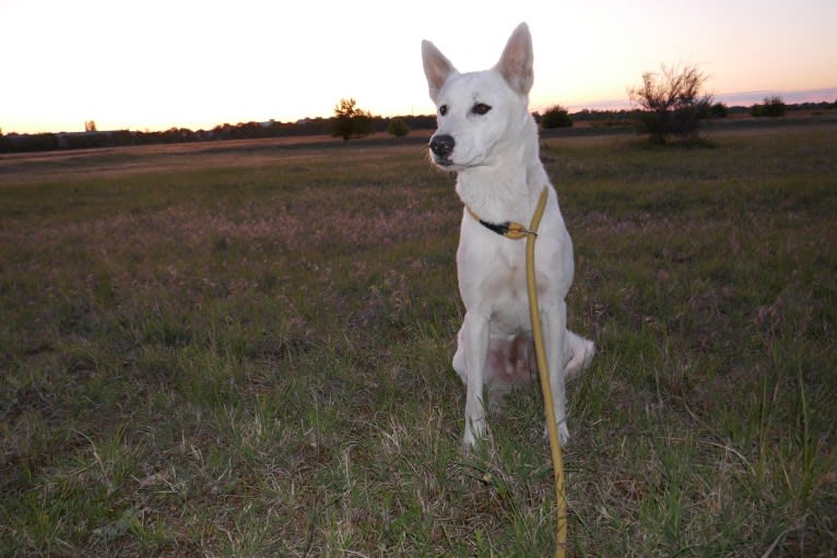 Suri, a Canaan Dog tested with EmbarkVet.com