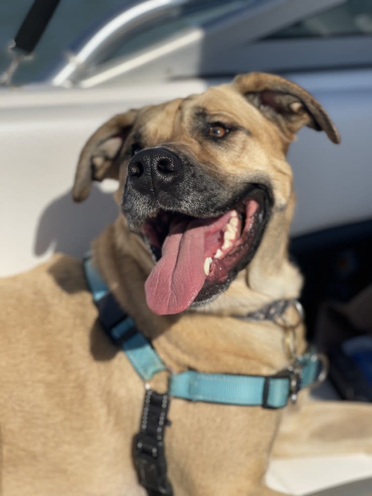 Tucker, an Australian Cattle Dog and Boxer mix tested with EmbarkVet.com