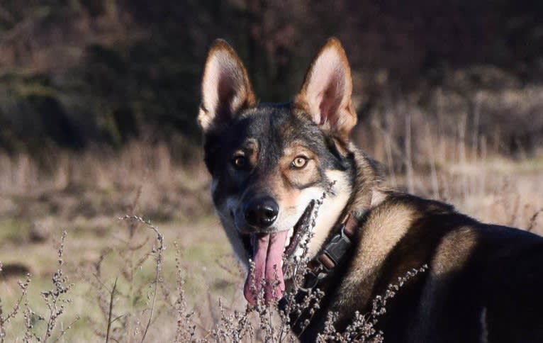 Jorah, a Siberian Husky and German Shepherd Dog mix tested with EmbarkVet.com