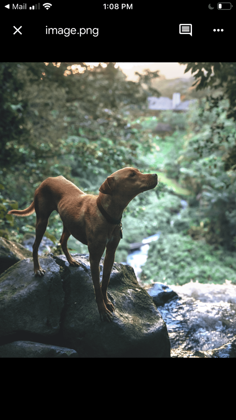 Riley, an American Pit Bull Terrier and Chihuahua mix tested with EmbarkVet.com