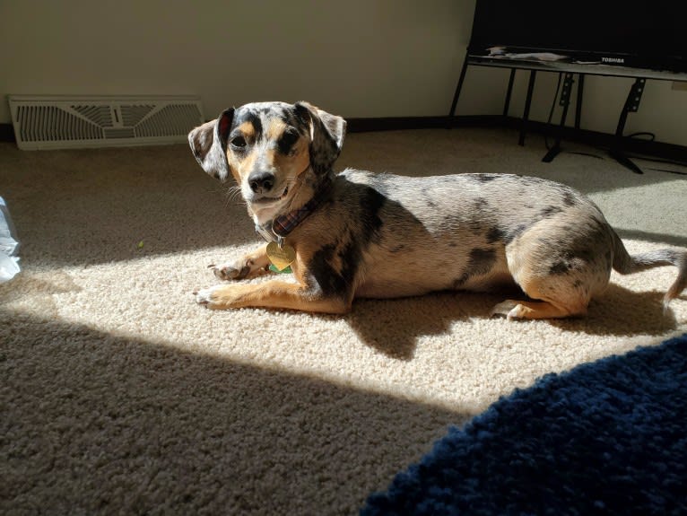 Penny, a Chihuahua and Dachshund mix tested with EmbarkVet.com