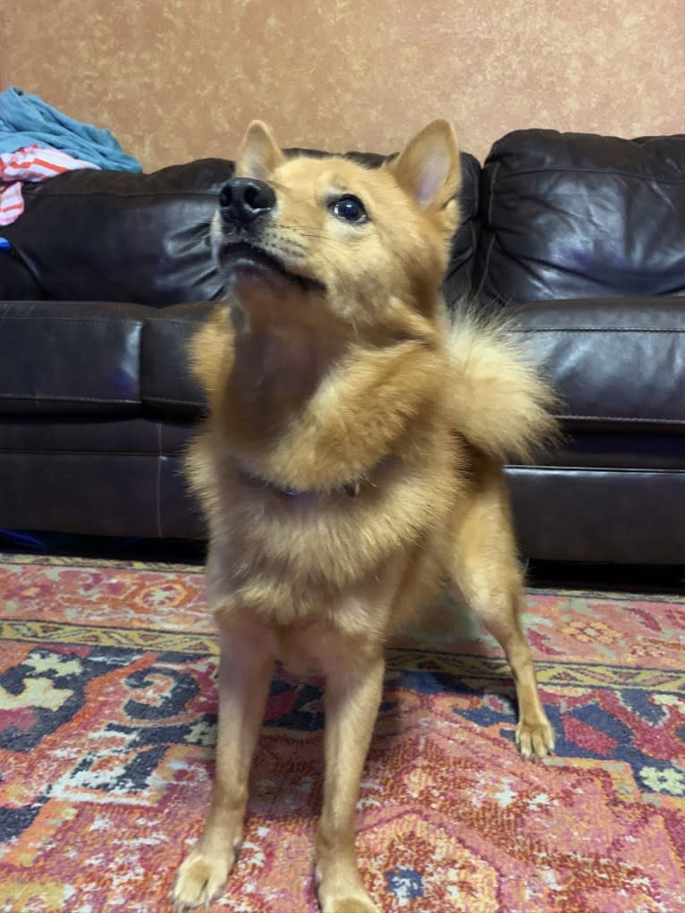Indy, a Finnish Spitz tested with EmbarkVet.com