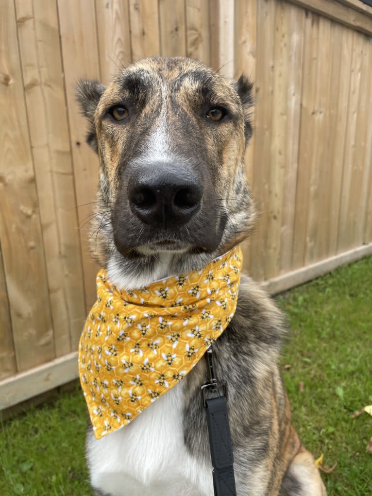 Eli, a West Asian Village Dog tested with EmbarkVet.com