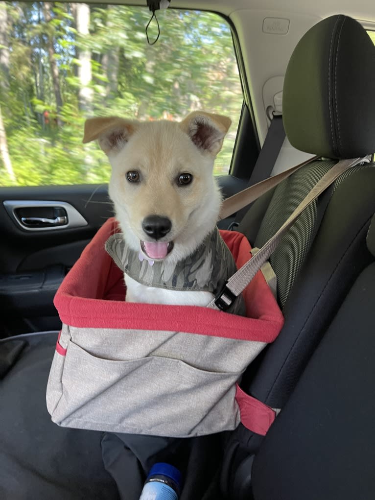 Nala, a Labrador Retriever and Chow Chow mix tested with EmbarkVet.com