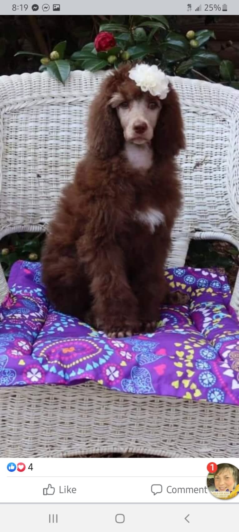 Sunny, a Poodle (Standard) tested with EmbarkVet.com