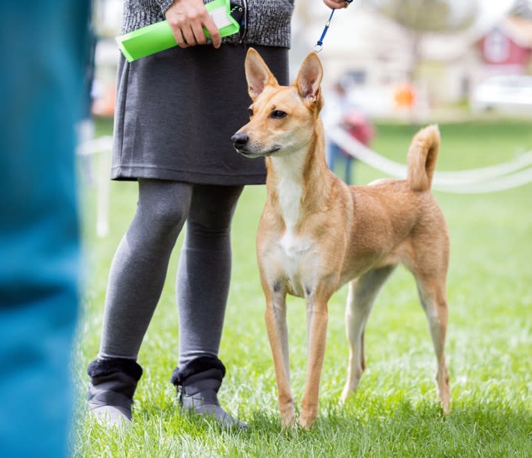 Lady Nala Bear BCF, a Carolina Dog tested with EmbarkVet.com