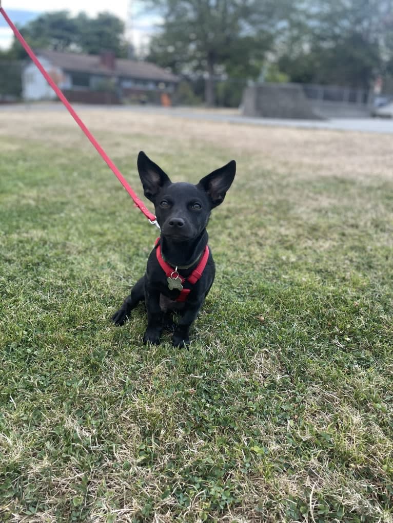 Doby, an Australian Cattle Dog and Miniature Pinscher mix tested with EmbarkVet.com