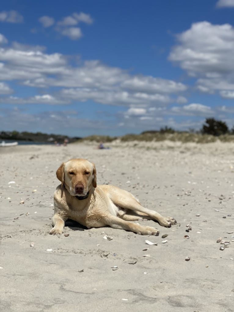 Gus, a Labrador Retriever tested with EmbarkVet.com