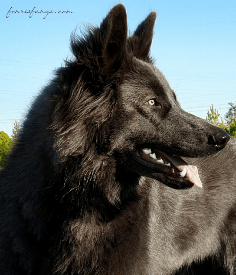 VERGIL, a German Shepherd Dog tested with EmbarkVet.com