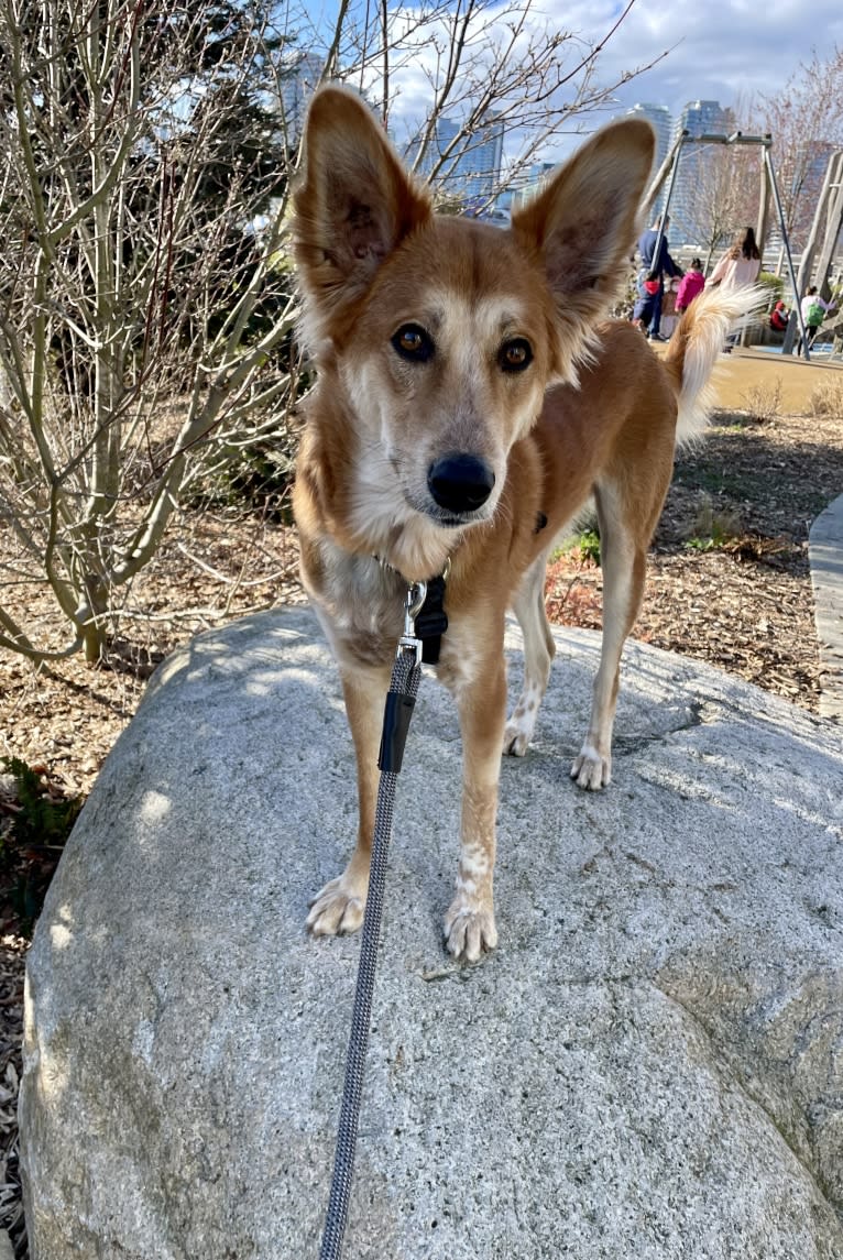 Cooper, a South Asian Village Dog tested with EmbarkVet.com