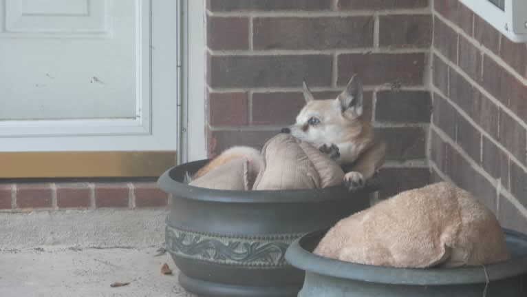 Lassie, a Pomeranian and Rat Terrier mix tested with EmbarkVet.com