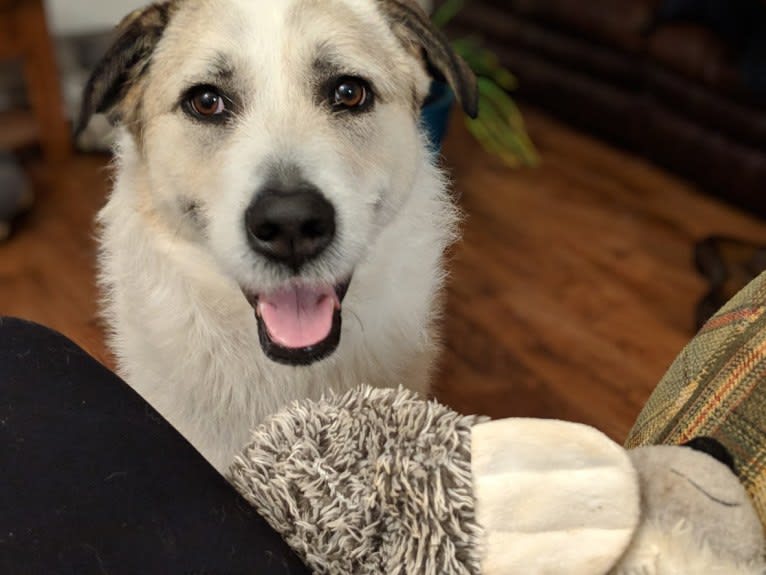 Echo, a Great Pyrenees and Akita mix tested with EmbarkVet.com