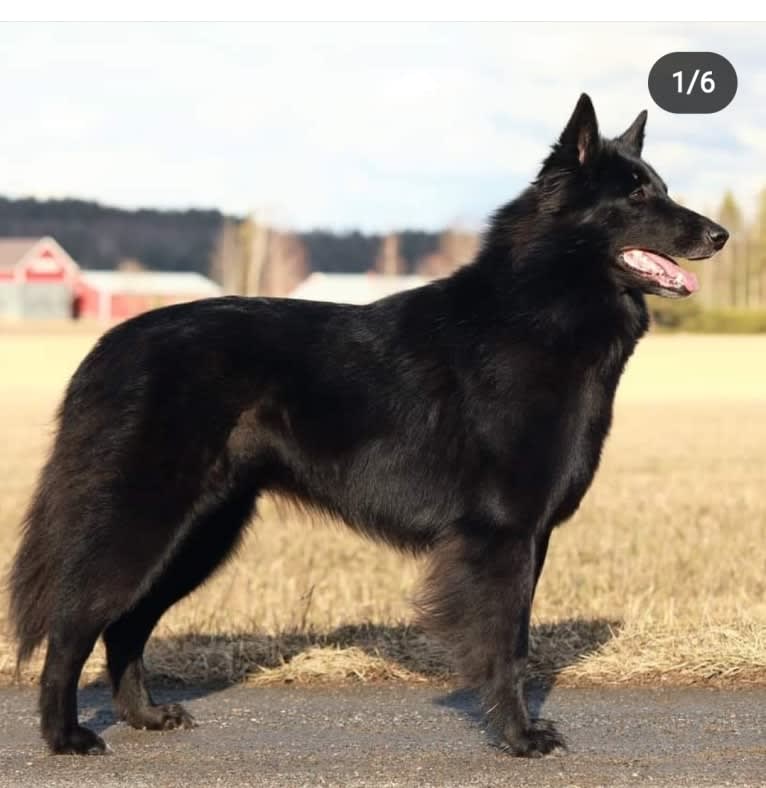 Nessa, a Belgian Shepherd tested with EmbarkVet.com