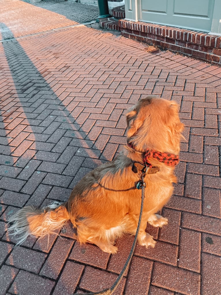 Marley, a Golden Retriever tested with EmbarkVet.com