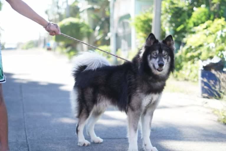 Thor, a Siberian Husky tested with EmbarkVet.com