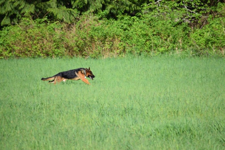 Behr, a German Shepherd Dog tested with EmbarkVet.com