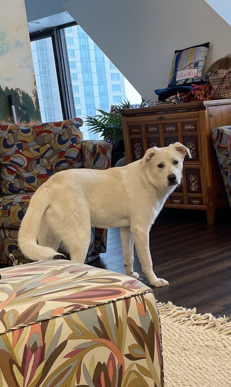 Lucky, a Great Pyrenees and German Shepherd Dog mix tested with EmbarkVet.com