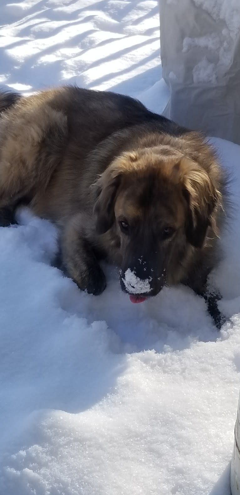 Calvin, a Maremma Sheepdog and Saint Bernard mix tested with EmbarkVet.com