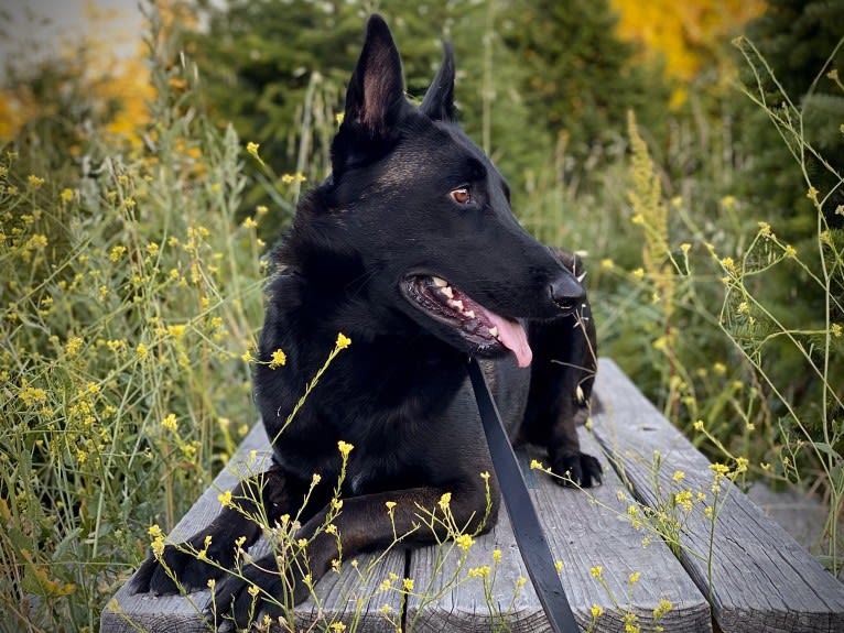 Ada, a Belgian Malinois and German Shepherd Dog mix tested with EmbarkVet.com