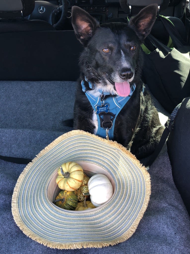 Winston, a German Shepherd Dog and American Pit Bull Terrier mix tested with EmbarkVet.com