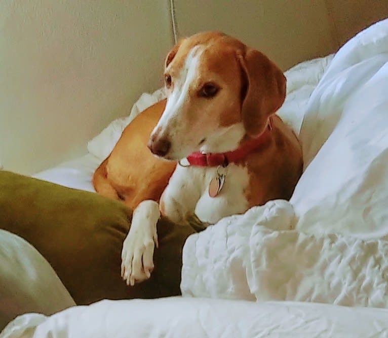 Ophelia, an American Foxhound tested with EmbarkVet.com