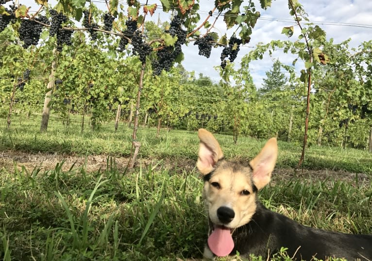 Zola, a Siberian Husky and American Pit Bull Terrier mix tested with EmbarkVet.com