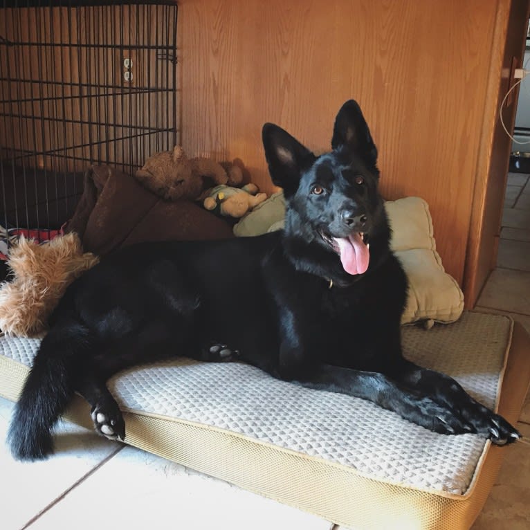 Selu-Wahya, a German Shepherd Dog tested with EmbarkVet.com