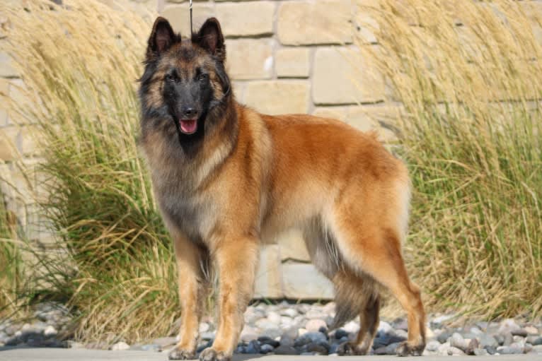 Laila, a Belgian Shepherd tested with EmbarkVet.com