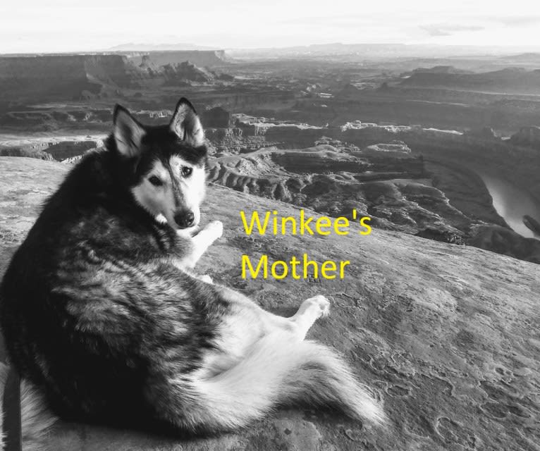 Winkee, a Catahoula Leopard Dog and Siberian Husky mix tested with EmbarkVet.com
