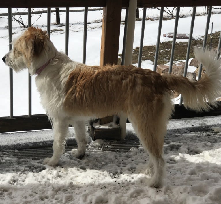 Lacy, a Great Pyrenees and Border Collie mix tested with EmbarkVet.com