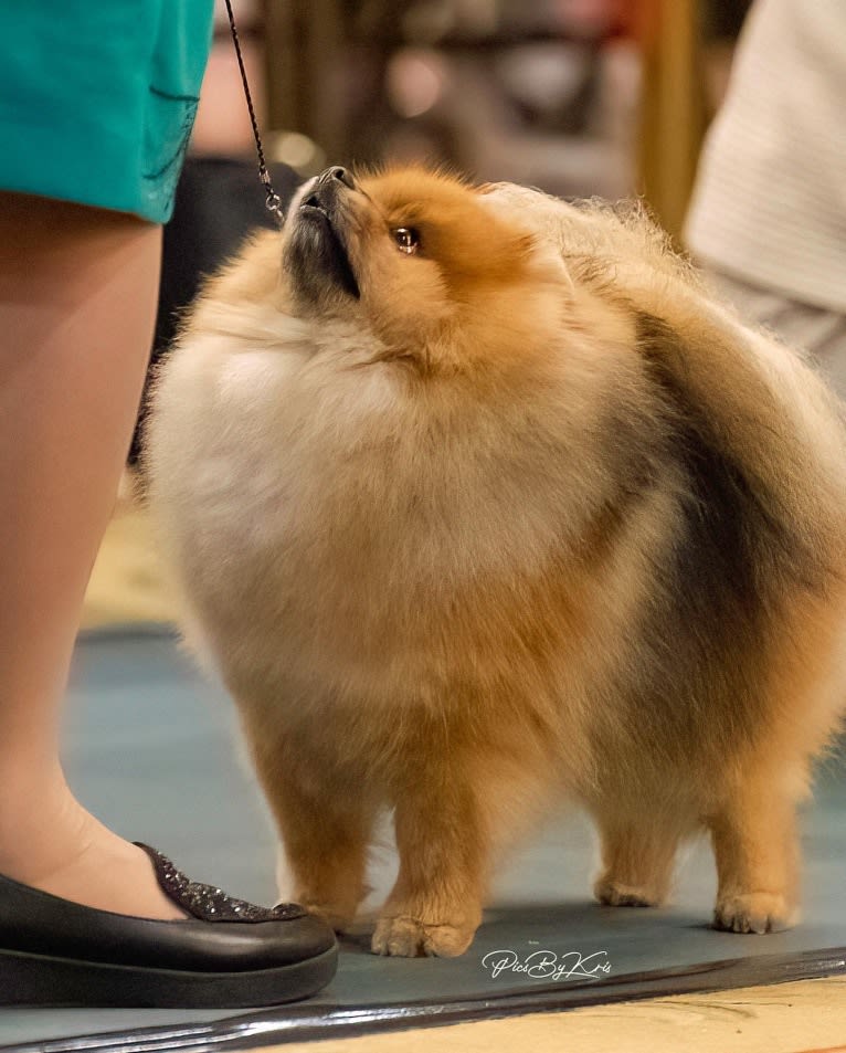 Tank, a Pomeranian tested with EmbarkVet.com
