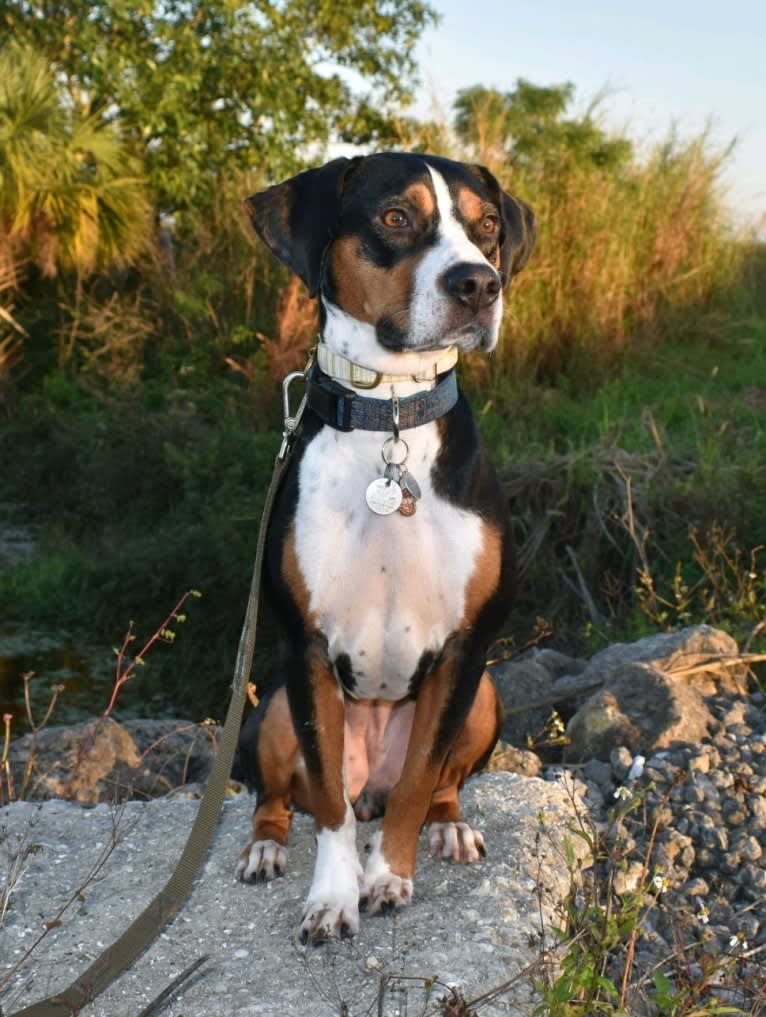 Gracie, a Pointer and American Pit Bull Terrier mix tested with EmbarkVet.com